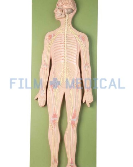 Sectional Model of Human Body